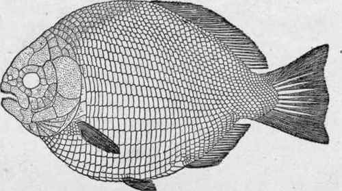 Dapediuspolitus. (Smith Woodward).