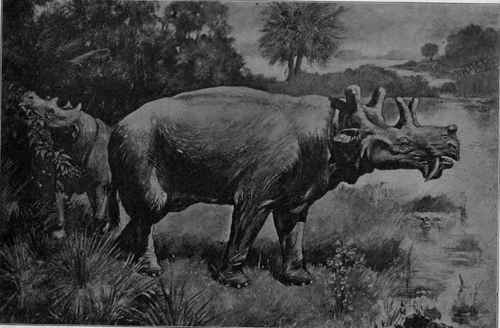 Eobaslleus cornutus Cope. One of the horned Amblypoda of the Bridger.