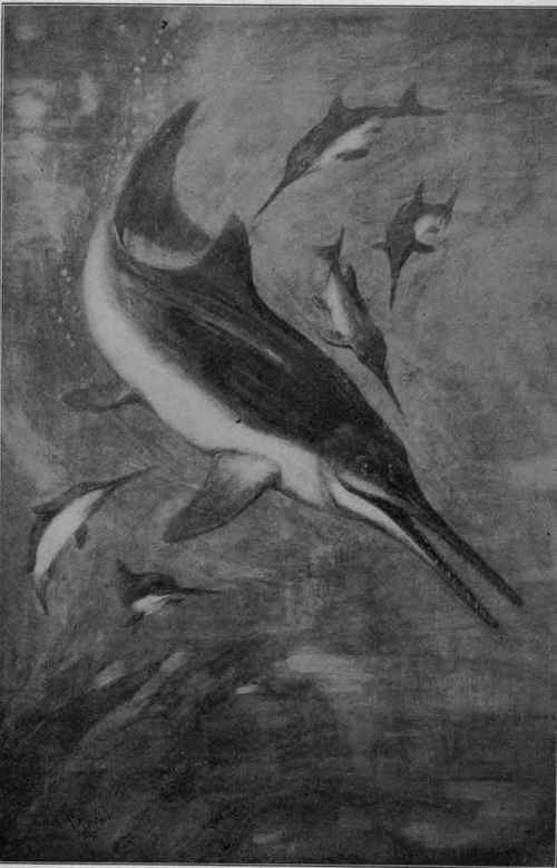 Ichthyosaurus quadriscissus Quenst., Lias.
