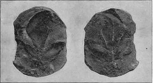 Ironstone concretion, split open to show the fossil leaf which forms the nucleus; Mazon Creek, Illinois.