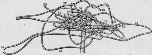 Magnified model, showing the movements of a surface particle of earth from the 20th to the 40th second of a shock. (Omori).