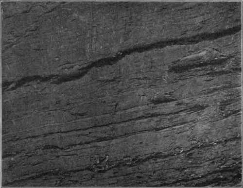 Minute vertical fault, of recent date, interrupting glacial striae.