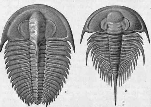 Plate II.   Cambrian Trilobites.