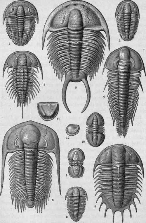 Plate III.   Cambrian Crustacea.