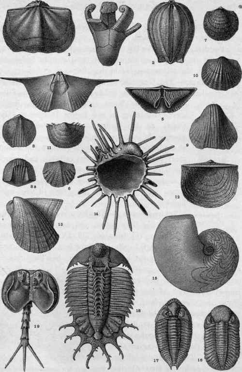 Plate IX. Devonian Fossils.