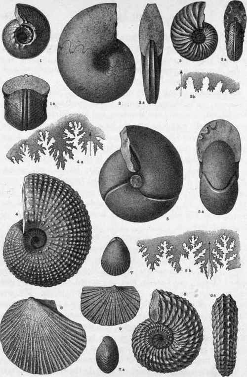 Plate XIII. Triassic Invertebrate Fossils.