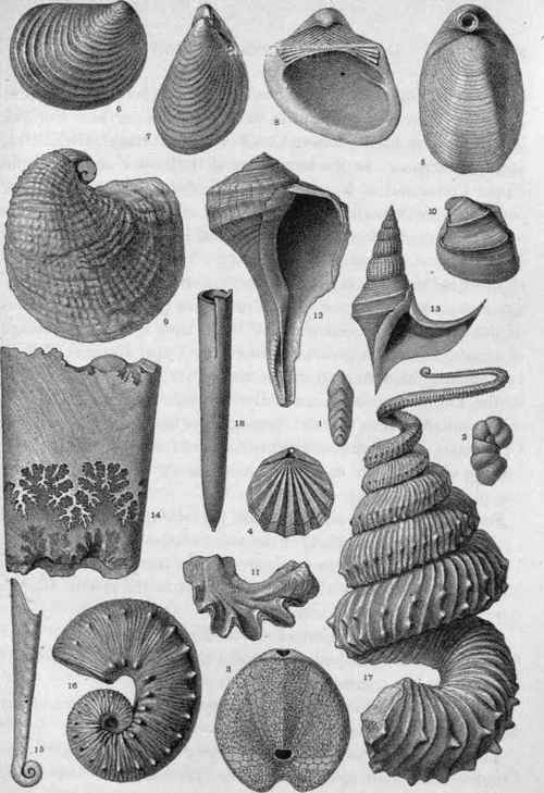 Plate XV. Cretaceous Invertebrate Fossils.