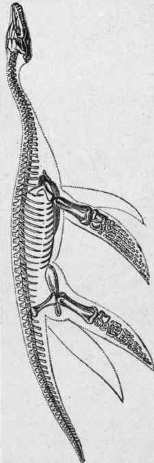 Plesiosaurus macrocephalus, 1/20. (Owen).