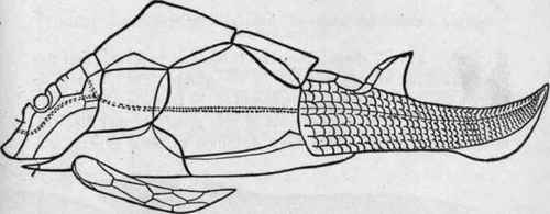 Pterichthys testudlnarius. Restored. Old Red Sandstone. (Dean after Smith Woodward).
