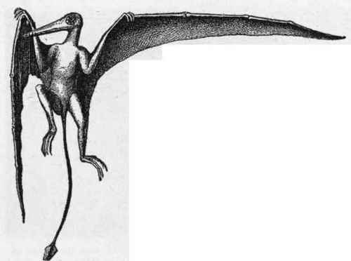 Restoration of Pterosaurian, Rham phorhynchus. (Zittel).