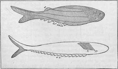 Upper figure, Birkenia etegans Traq., x 3/2.
