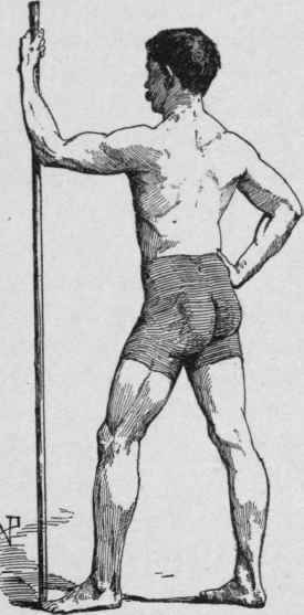 The Physical Proportions Of The Typical Man 16