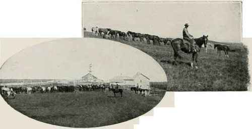 Horse Ranch At Calgary.