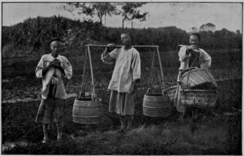 Chinese Tea   Pickers