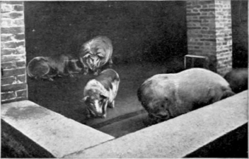 The Sacred Hogs