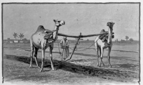 Plowing Near Heliopolis