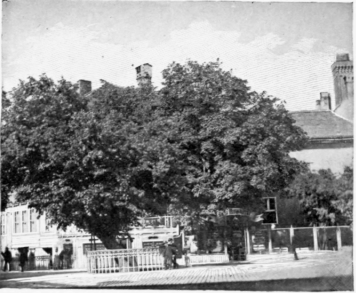 The Tree Of Petitions