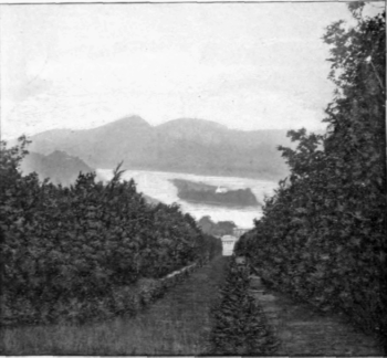 The Rhine And Nonnenwerth